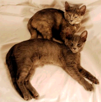 two brown cats