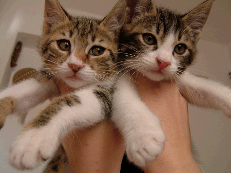 two kittens