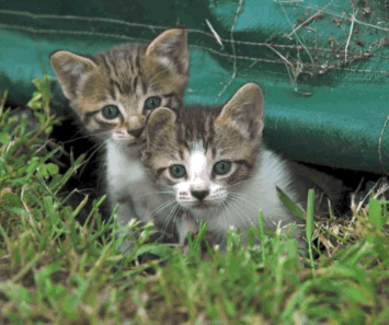 Very young kittens being raised outdoors or by a mother cat who goes outdoors.