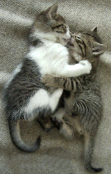 kittens