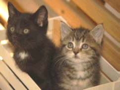 Two Small Kittens