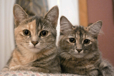 Two Tabby Kittens