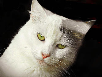 White Cat with Tilted Head