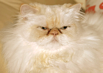 Persian Cat