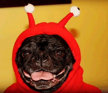 Black Pug in Costume