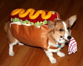 Dog in hot dog costume