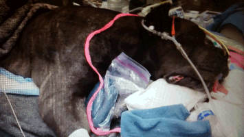 Critical patient at Washington State University Veterinary Teaching Hospital