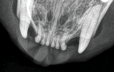 radiograph of feline teeth