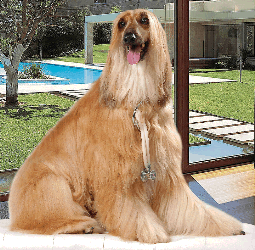 Afghan hound