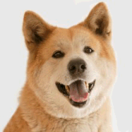 Akita