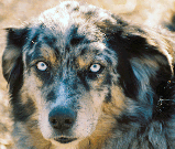 Australian Shepherd