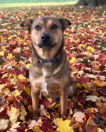 Dog outside with leaves