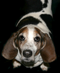 picture of basset hound