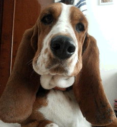 Basset Hound