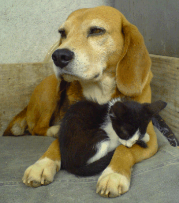 Cat and Dog Snuggling