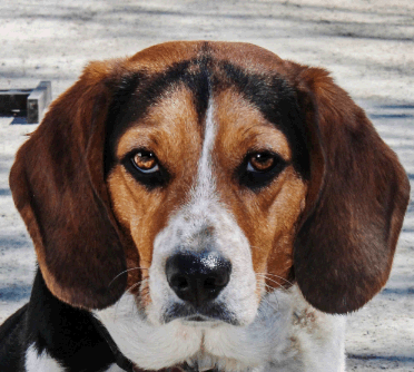 beagle