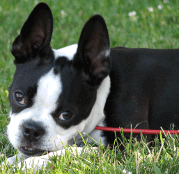 Boston Terrier