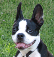 Boston Terrier