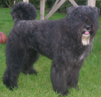 Bouvier des Flandres