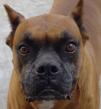 picture of boxer