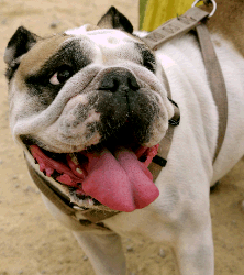 Bulldog