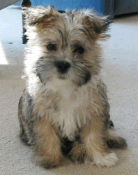 Cairn terrier