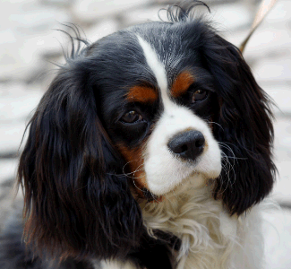 Image of Cavalier King Charles Spaniel