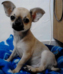 Baby Chichuahua