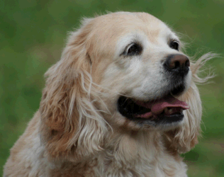 Cocker Spaniel