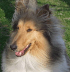 Collie