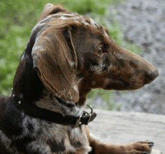 Dachshund