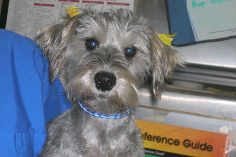 Miniature Schnauzer