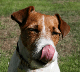 Dog licking nose