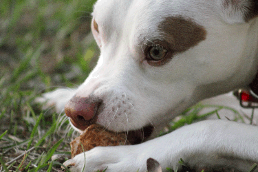Dog eating treat outside