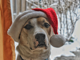 dog in santa hat