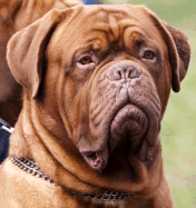 Dogue de Bordeaux