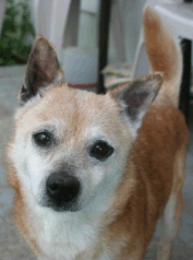 Elderly Chihuahua