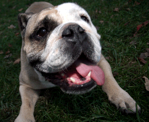 English Bulldog