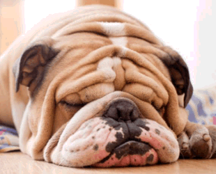 Image of an English Bulldog