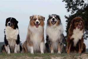 Four Dogs