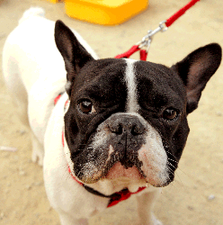 Image of a French Bulldog