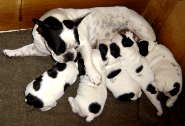 dog with puppies