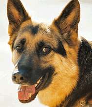 German shepherd