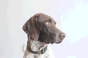 German Short-Haired Pointer