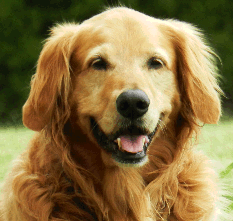 picture of golden retriever