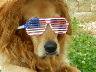 dog in patriotic sunglasses
