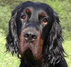 Gordon Setter