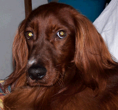 Irish Setter