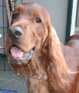 Irish Setter