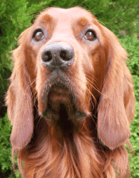 picture of irish setter